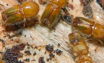 FOTO: Lykožrútová kalamita