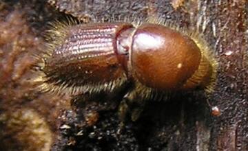 FOTO: Lykožrútová kalamita