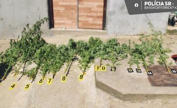 FOTO: Pestovateľ z Poltára nestihol pozbierať úrodu, predbehla ho polícia