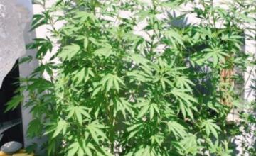 FOTO: Pestovateľ z Poltára nestihol pozbierať úrodu, predbehla ho polícia