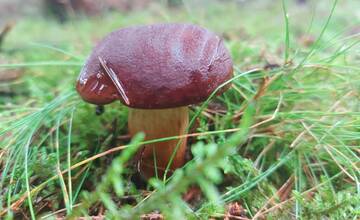 FOTO: Úlovky hubárov z Banskoybstrického kraja