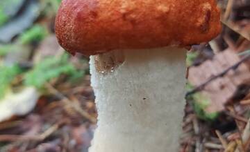 FOTO: Úlovky hubárov z Banskoybstrického kraja