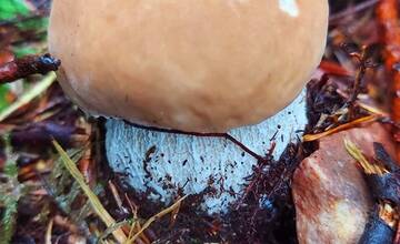 FOTO: Úlovky hubárov z Banskoybstrického kraja