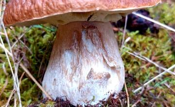 FOTO: Úlovky hubárov z Banskoybstrického kraja