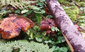 FOTO: Úlovky hubárov z Banskoybstrického kraja