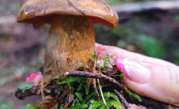 FOTO: Úlovky hubárov z Banskoybstrického kraja