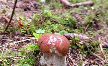 FOTO: Úlovky hubárov z Banskoybstrického kraja