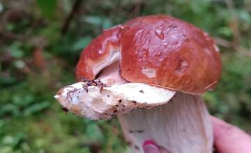 FOTO: Úlovky hubárov z Banskoybstrického kraja