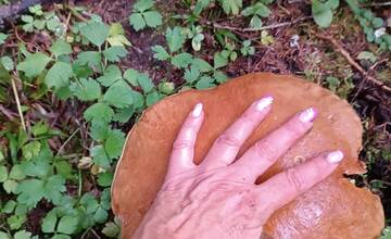 FOTO: Úlovky hubárov z Banskoybstrického kraja