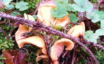 FOTO: Úlovky hubárov z Banskoybstrického kraja