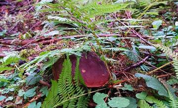 FOTO: Úlovky hubárov z Banskoybstrického kraja