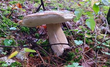 FOTO: Úlovky hubárov z Banskoybstrického kraja