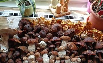 FOTO: Úlovky hubárov z Banskoybstrického kraja