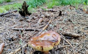 FOTO: Úlovky hubárov z Banskoybstrického kraja