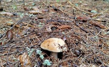 FOTO: Úlovky hubárov z Banskoybstrického kraja