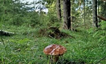 FOTO: Úlovky hubárov z Banskoybstrického kraja