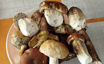 FOTO: Úlovky hubárov z Banskoybstrického kraja