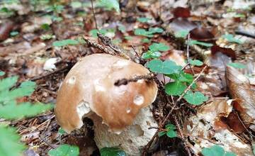 FOTO: Úlovky hubárov z Banskoybstrického kraja