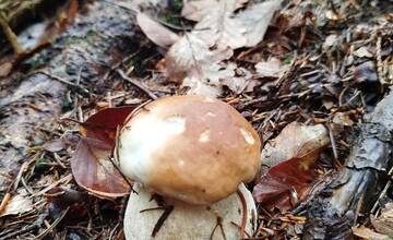 FOTO: Úlovky hubárov z Banskoybstrického kraja