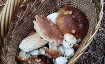 FOTO: Úlovky hubárov z Banskoybstrického kraja