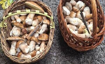 FOTO: Úlovky hubárov z Banskoybstrického kraja