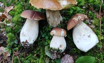 FOTO: Hubári sa v Banskobystrickom kraji tešia z početných zberov