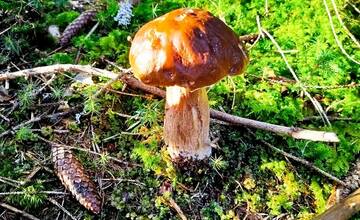 FOTO: Hubári sa v Banskobystrickom kraji tešia z početných zberov