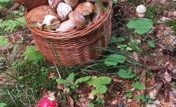 FOTO: Hubári sa v Banskobystrickom kraji tešia z početných zberov