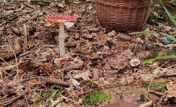 FOTO: Hubári sa v Banskobystrickom kraji tešia z početných zberov