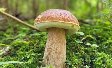 FOTO: Hubári sa v Banskobystrickom kraji tešia z početných zberov