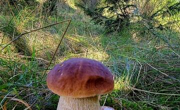 FOTO: Hubári sa v Banskobystrickom kraji tešia z početných zberov