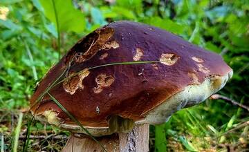 FOTO: Hubári sa v Banskobystrickom kraji tešia z početných zberov