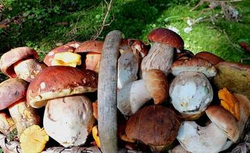 FOTO: Hubári sa v Banskobystrickom kraji tešia z početných zberov