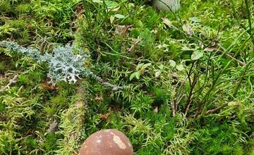 FOTO: Hubári sa v Banskobystrickom kraji tešia z početných zberov