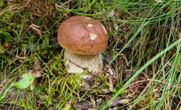 FOTO: Hubári sa v Banskobystrickom kraji tešia z početných zberov