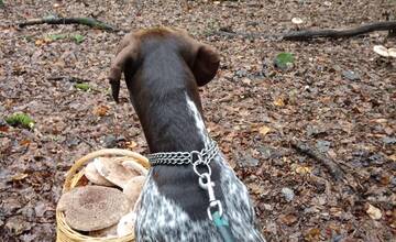 FOTO: Hubárom sa darí najviac v okolí Bystrice a Brezna