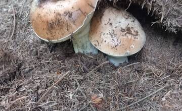 FOTO: Hubárom sa darí najviac v okolí Bystrice a Brezna