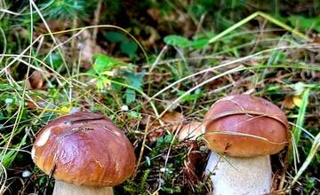 FOTO: Hubári sa v Banskobystrickom kraji tešia z početných zberov