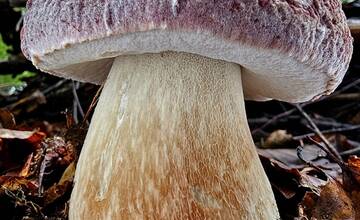 FOTO: Hubári sa v Banskobystrickom kraji tešia z početných zberov