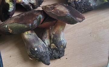 FOTO: Hubári sa v Banskobystrickom kraji tešia z početných zberov