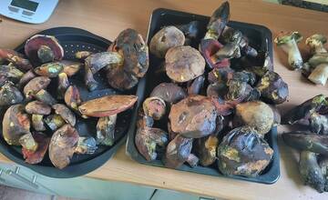 FOTO: Hubári sa v Banskobystrickom kraji tešia z početných zberov