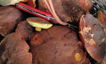 FOTO: Hubári sa v Banskobystrickom kraji tešia z početných zberov