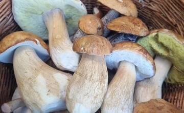 FOTO: Hubári sa v Banskobystrickom kraji tešia z početných zberov