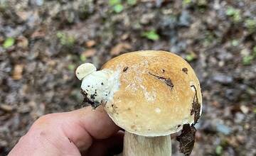 FOTO: Hubári sa v Banskobystrickom kraji tešia z početných zberov