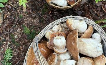 FOTO: Hubári sa v Banskobystrickom kraji tešia z početných zberov