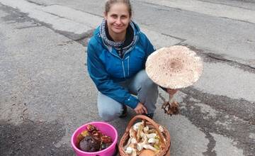 FOTO: Hubárske úspechy na strednom Slovensku - Plný fúrik a bedľa veľká ako dáždnik