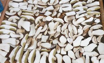 FOTO: Hubárske úspechy na strednom Slovensku - Plný fúrik a bedľa veľká ako dáždnik