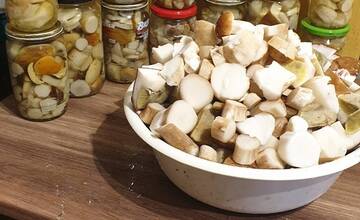 FOTO: Hubárske úspechy na strednom Slovensku - Plný fúrik a bedľa veľká ako dáždnik