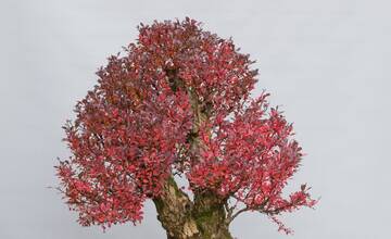 FOTO: Ukradnuté bonsaje