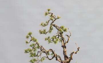 FOTO: Ukradnuté bonsaje